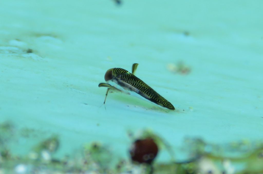 Corixidae: Sigara sp.